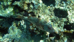 Redband Parrotfish Intermediate (S)