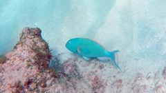 Redtail Parrotfish (15