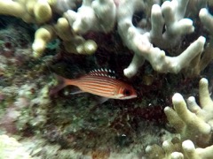Reef Squirelfish (4