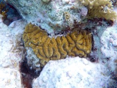 Rose Coral