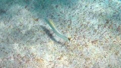 Sand Tilefish
