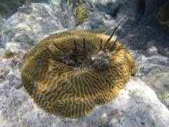 Scattered Rope Sponge inside Symetrical Brain Coral
