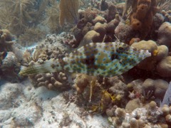 Scrawled Filefish (24