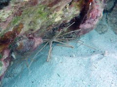 Arrowhead Crab