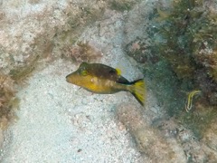 Sharpnose Pufferfish