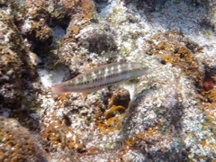 Slippery Dick Wrasse Initial Phase (2