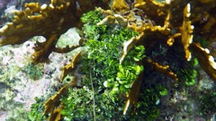 Small Leaf Hanging Vine Green Algae (S)