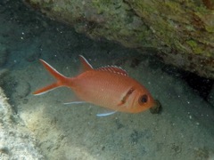 Blackbar Soldierfish (5