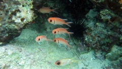 Blackbar Soldierfish (7