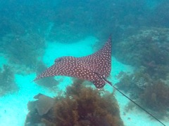 Spotted Eagle Ray at Diamond Reef (6')