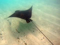 Spotted Eagle Ray at Hawksnes Bay (4')