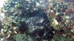 Spotted Moray Eel 