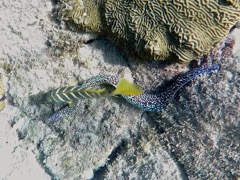 Spotted Moray Eel with Schoolmaster