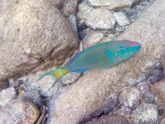 Stoplight Parrotfish (24