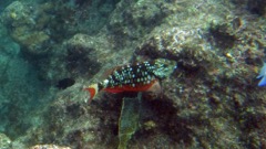 Stoplight Parrotfish Juvenile  (12