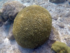 Symetriacal Brain Coral