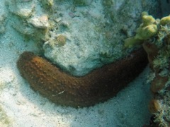 Three Row Sea Cucumber (15