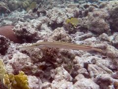 Trumetfish Brown phase (18