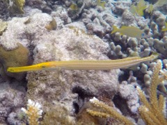 Trumetfish Yellow phase (18