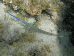 Trumpetfish Blue Phase (18