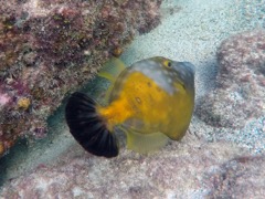White-Spotted Filefish (10