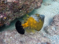 White-Spotted Filefish (10