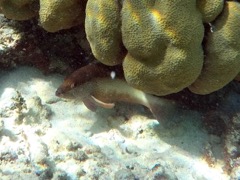 Yellowmouth Bass Intyermedate (12