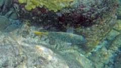 Yellowtail Parrotfish Juvenile (18