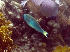 Yellowtail Parrtofish (12