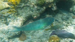 Blue Parrotfish (10