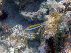 Bluehead Wrasse Initial Phase