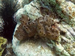 Brown Encrusting Octopus Sponge