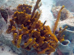 Brown Encrusting octpus Sponge