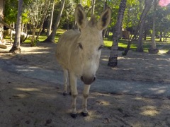 Caneel Donkey