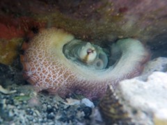 Caribbean Reef Octopus (Cooper Island)