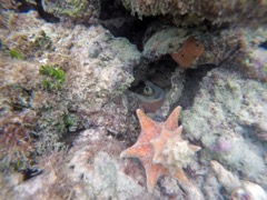 Caribbean reef octopus (Little Dix Bay)