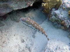 Bandtail Pufferfish (6