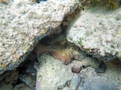 Caribbean Reef Octopus (Scott Bay)