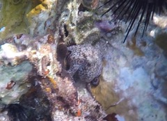 Common Octopus baby (Spring Bay)