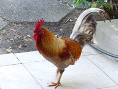Resident Rooster 