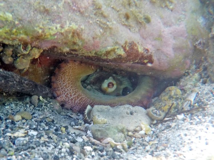 Cooper Island Caribbean Reef Octopus