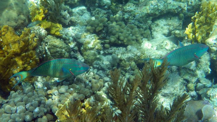 Diamond Reef Stoplight Parrtofish  (S)