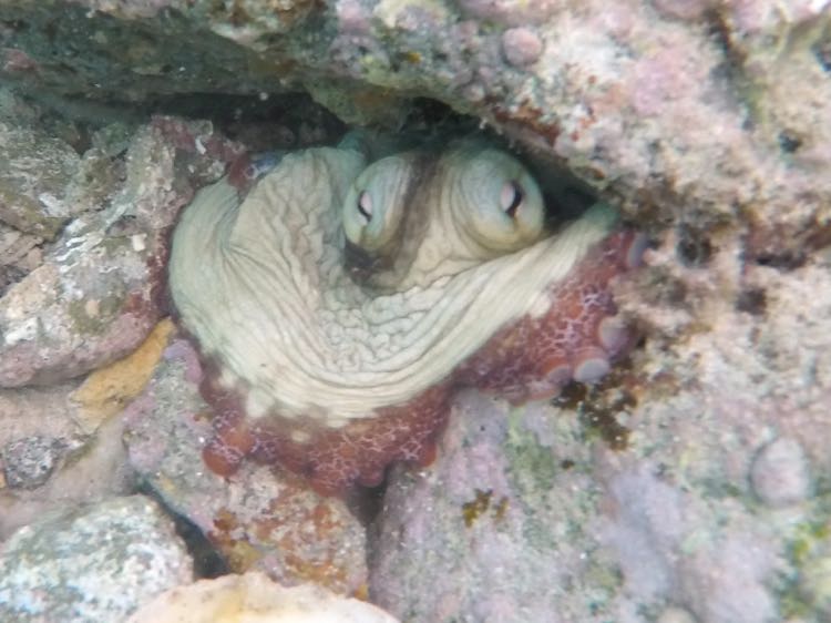 Littel Caneel Carribean Reef Octopus