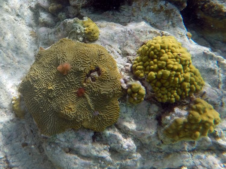 Caneel Knobby Brain Coral & Mustard Hill