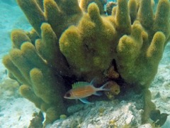 Caneel Squirrelfish in Pillar Coral