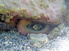 Cooper Island Caribbean Reef Octopus