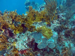 Cooper Island Coral