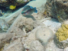 Cooper Island Peakock Flounder (10