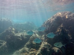 Cooper Island Permitfish