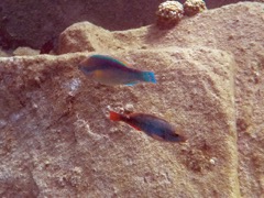 Cooper Island Princes and Redband Parrotfish